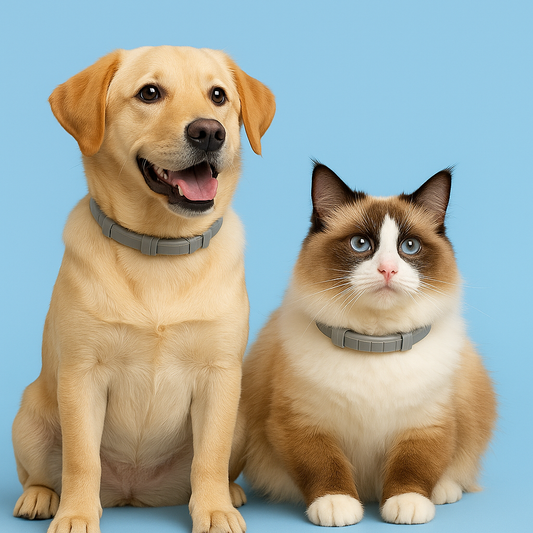 Anti-Flea Collar